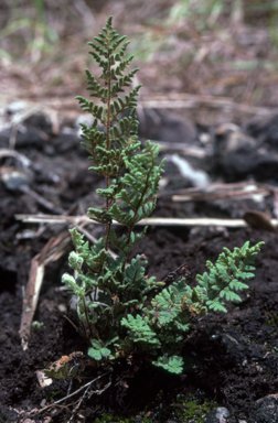 APII jpeg image of Cheilanthes javensis  © contact APII