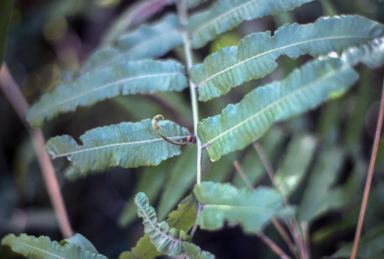 APII jpeg image of Ampelopteris prolifera  © contact APII