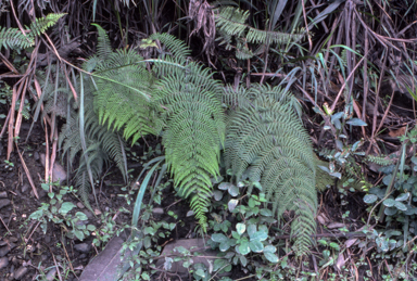 APII jpeg image of Macrothelypteris  © contact APII