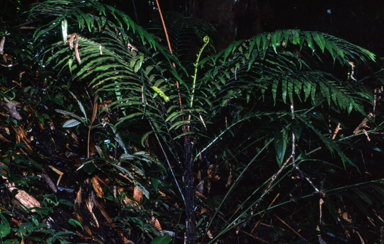 APII jpeg image of Sphaerostephanos dimporpha  © contact APII