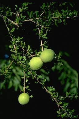 APII jpeg image of Pittosporum spinescens  © contact APII