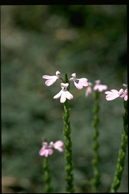 APII jpeg image of Striga curviflora  © contact APII