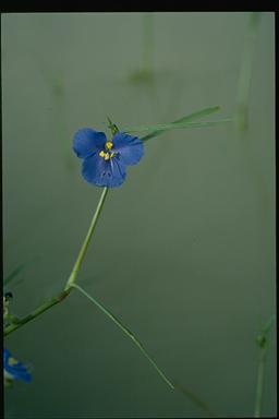 APII jpeg image of Commelina agrostophylla  © contact APII