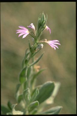 APII jpeg image of Scaevola ovalifolia  © contact APII