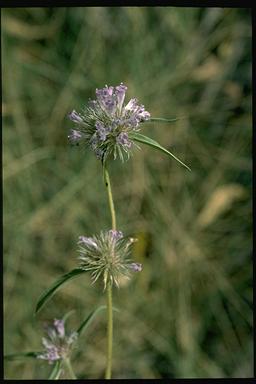 APII jpeg image of Spermacoce auriculata  © contact APII