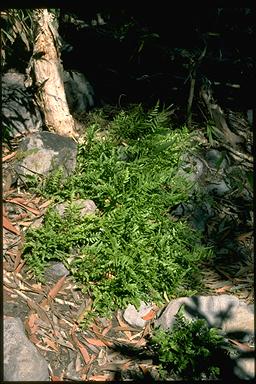 APII jpeg image of Lindsaea ensifolia subsp. ensifolia  © contact APII