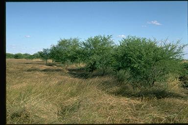 APII jpeg image of Acacia nilotica subsp. indica  © contact APII