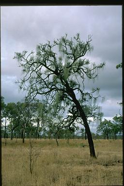 APII jpeg image of Hakea lorea subsp. lorea  © contact APII