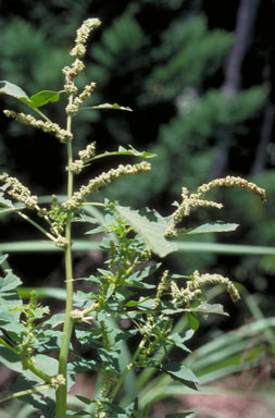 APII jpeg image of Amaranthus spinosus  © contact APII