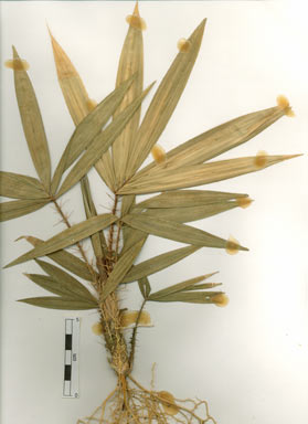 APII jpeg image of Calamus australis  © contact APII