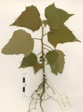 APII jpeg image of Macaranga involucrata var. mallotoides  © contact APII