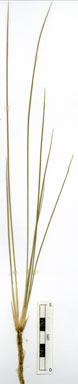 APII jpeg image of Juncus usitatus  © contact APII