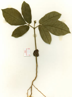 APII jpeg image of Dysoxylum parasiticum  © contact APII