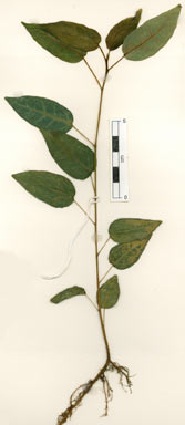 APII jpeg image of Ficus virens var. virens  © contact APII