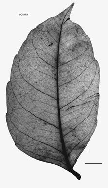 APII jpeg image of Tetrastigma nitens  © contact APII