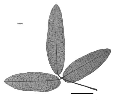 APII jpeg image of Glycine cyrtoloba  © contact APII