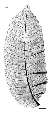 APII jpeg image of Cupaniopsis diploglottoides  © contact APII