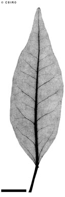 APII jpeg image of Croton insularis  © contact APII