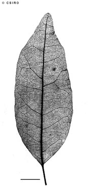 APII jpeg image of Drypetes acuminata  © contact APII