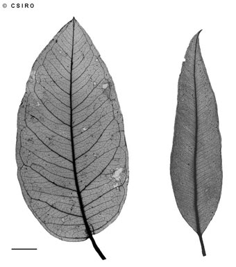 APII jpeg image of Corymbia torelliana  © contact APII