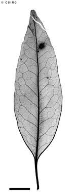 APII jpeg image of Dryadodaphne trachyphloia  © contact APII