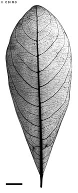 APII jpeg image of Terminalia complanata  © contact APII