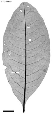 APII jpeg image of Acronychia peninsularis  © contact APII