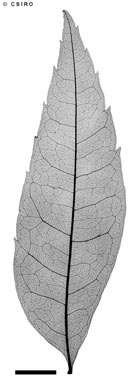 APII jpeg image of Dictyoneura obtusa  © contact APII