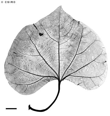 APII jpeg image of Gyrocarpus americanus  © contact APII