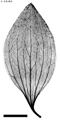 APII jpeg image of Exocarpos latifolius  © contact APII