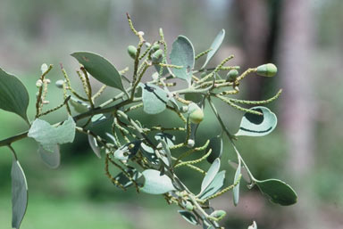 APII jpeg image of Exocarpos latifolius  © contact APII