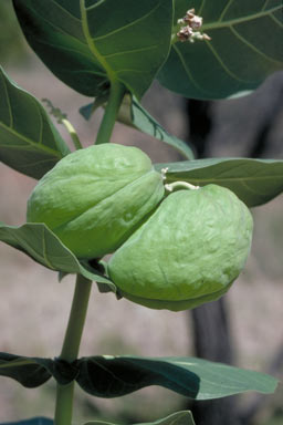 APII jpeg image of Calotropis procera  © contact APII