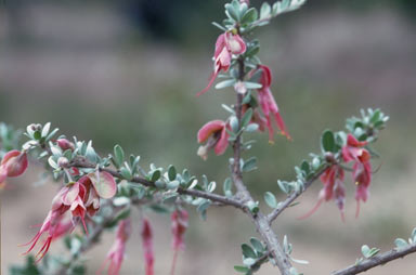 APII jpeg image of Macropteranthes montana  © contact APII