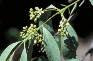 APII jpeg image of Santalum lanceolatum  © contact APII