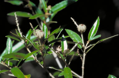 APII jpeg image of Croton phebalioides  © contact APII