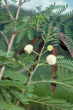 APII jpeg image of Leucaena leucocephala  © contact APII