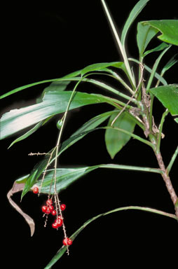 APII jpeg image of Cordyline cannifolia  © contact APII