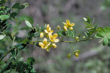 APII jpeg image of Senna gaudichaudii  © contact APII