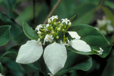 APII jpeg image of Coelospermum decipiens  © contact APII