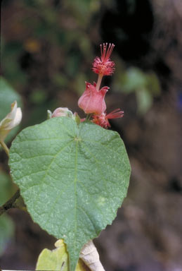 APII jpeg image of Abutilon micropetalum  © contact APII