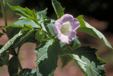 APII jpeg image of Nicandra physalodes  © contact APII