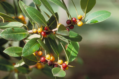 APII jpeg image of Ficus obliqua  © contact APII