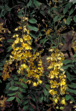 APII jpeg image of Cassia queenslandica  © contact APII