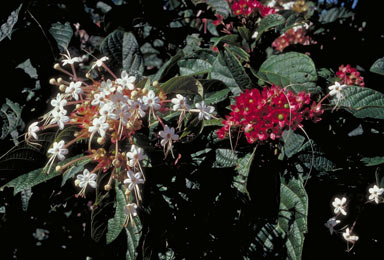 APII jpeg image of Clerodendrum longiflorum var. glabrum  © contact APII