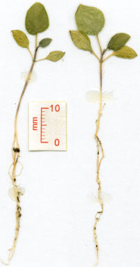 APII jpeg image of Physalis peruviana  © contact APII