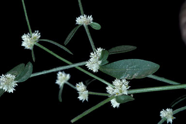 APII jpeg image of Alternanthera bettzickiana  © contact APII