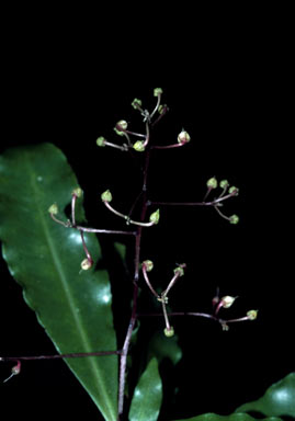 APII jpeg image of Tapeinosperma pallidum  © contact APII