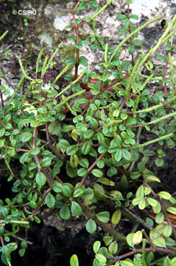 APII jpeg image of Peperomia enervis  © contact APII