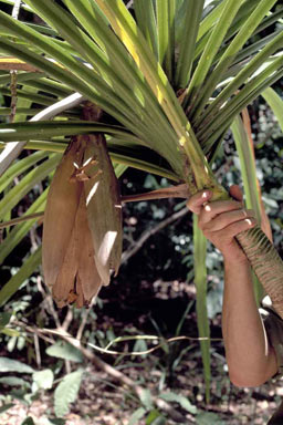 APII jpeg image of Pandanus zea  © contact APII