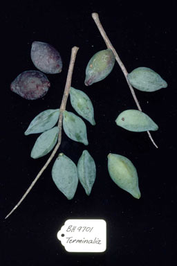 APII jpeg image of Terminalia arenicola  © contact APII